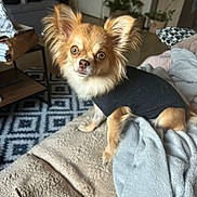 Sophie Jacquet participe au concours pour gagner de l'argent avec cette photo : dog, small_dog, long_hair, fluffy, brown_dog, black_shirt, pet, portrait, indoors, blanket, couch, living_room, houseplant, rug, furniture, sitting, standing, looking_at_camera, cute, cozy