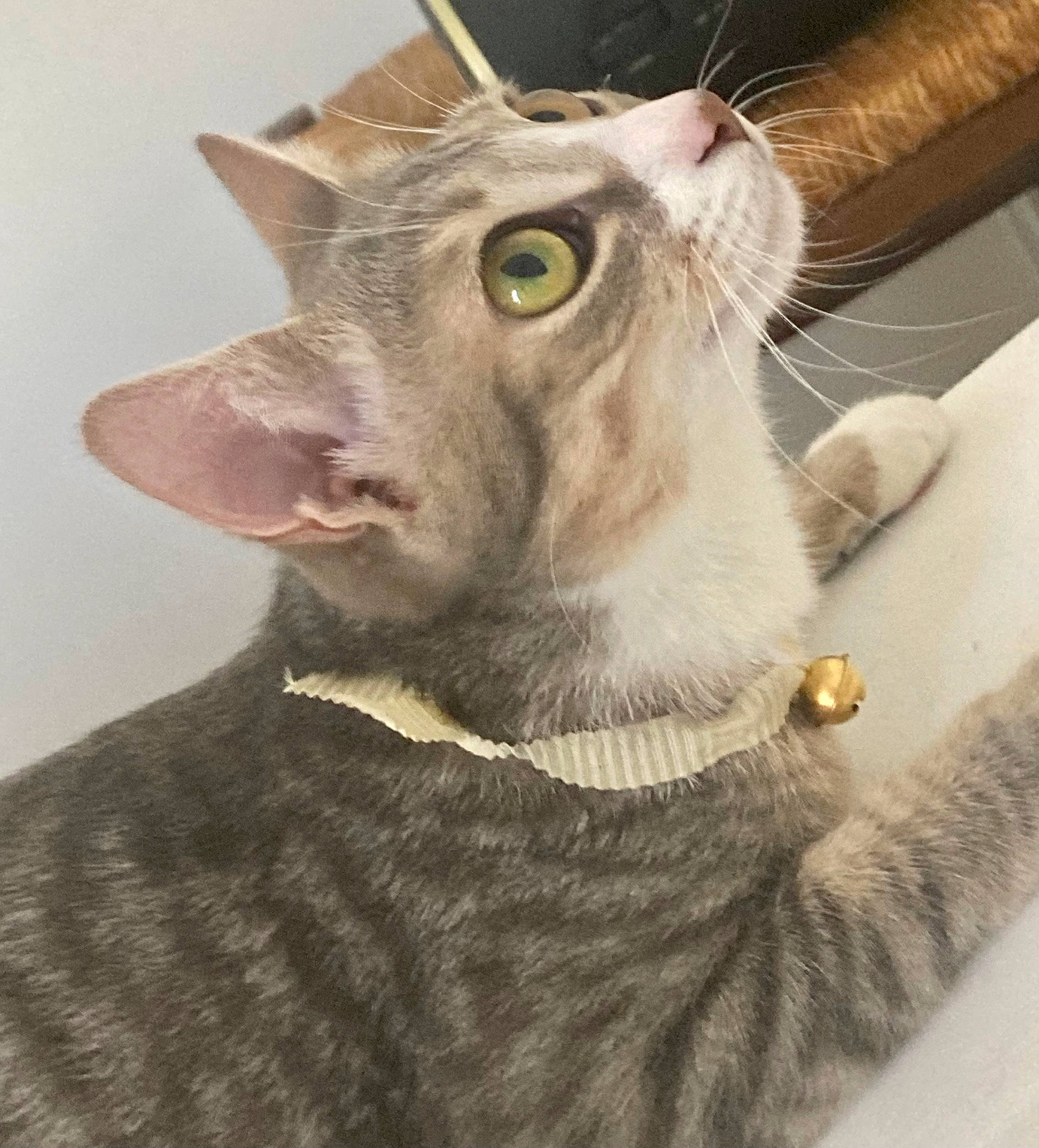 Tillia a rejoint le concours — aidez-le/la à gagner de superbes lots ! carnivore, cat, collar, domestic_short_haired_cat, ear, eyelash, fawn, felidae, fur, iris, pet_supply, small_to_medium_sized_cats, snout, terrestrial_animal, whiskers, working_animal, wrinkle