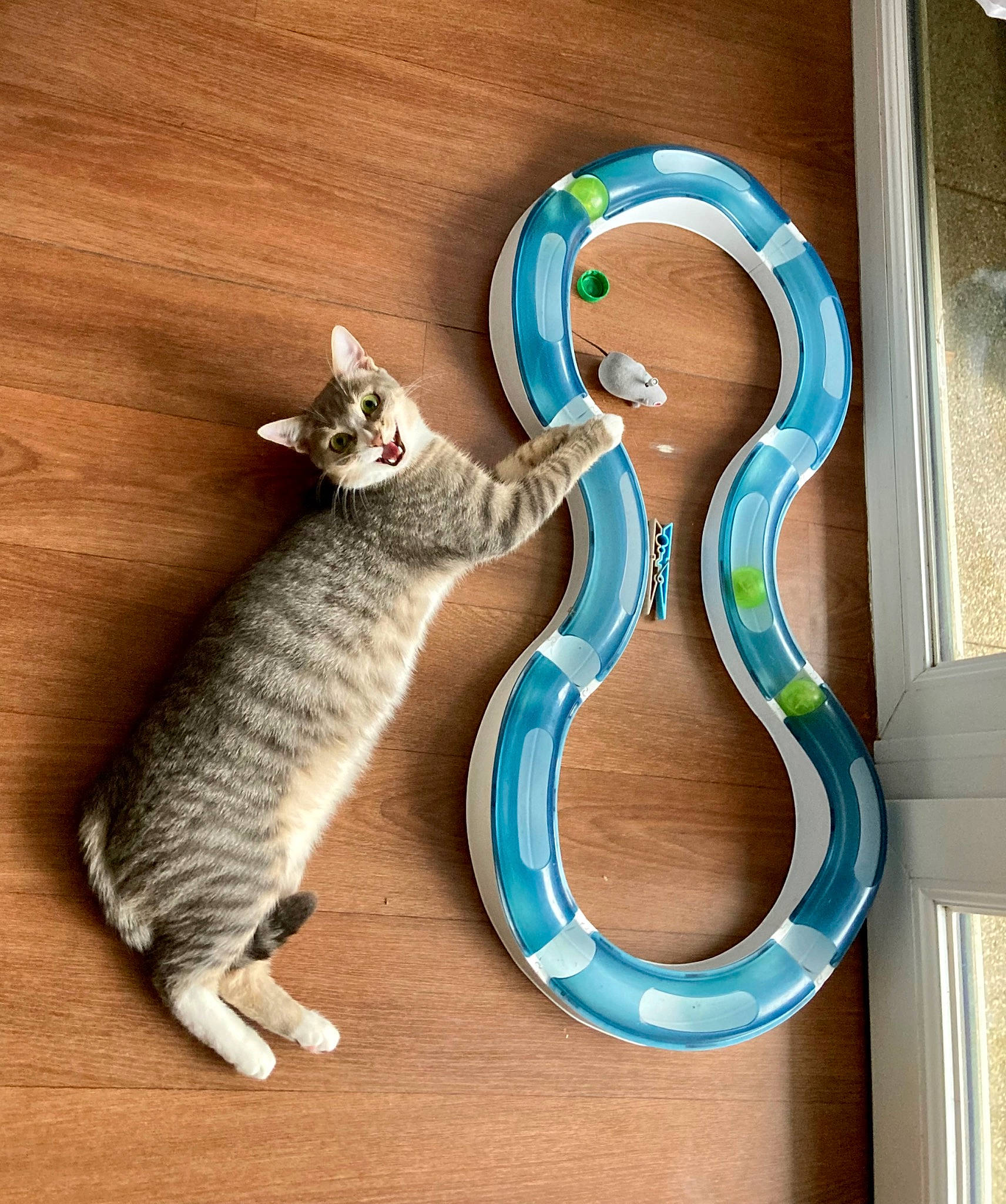 Tillia participe au concours pour gagner de l'argent avec cette photo : carnivore, cat, domestic_short_haired_cat, electric_blue, felidae, font, fur, grey, hardwood, metal, paw, pet_supply, reptile, serveware, small_to_medium_sized_cats, snake, tail, whiskers, window, wood