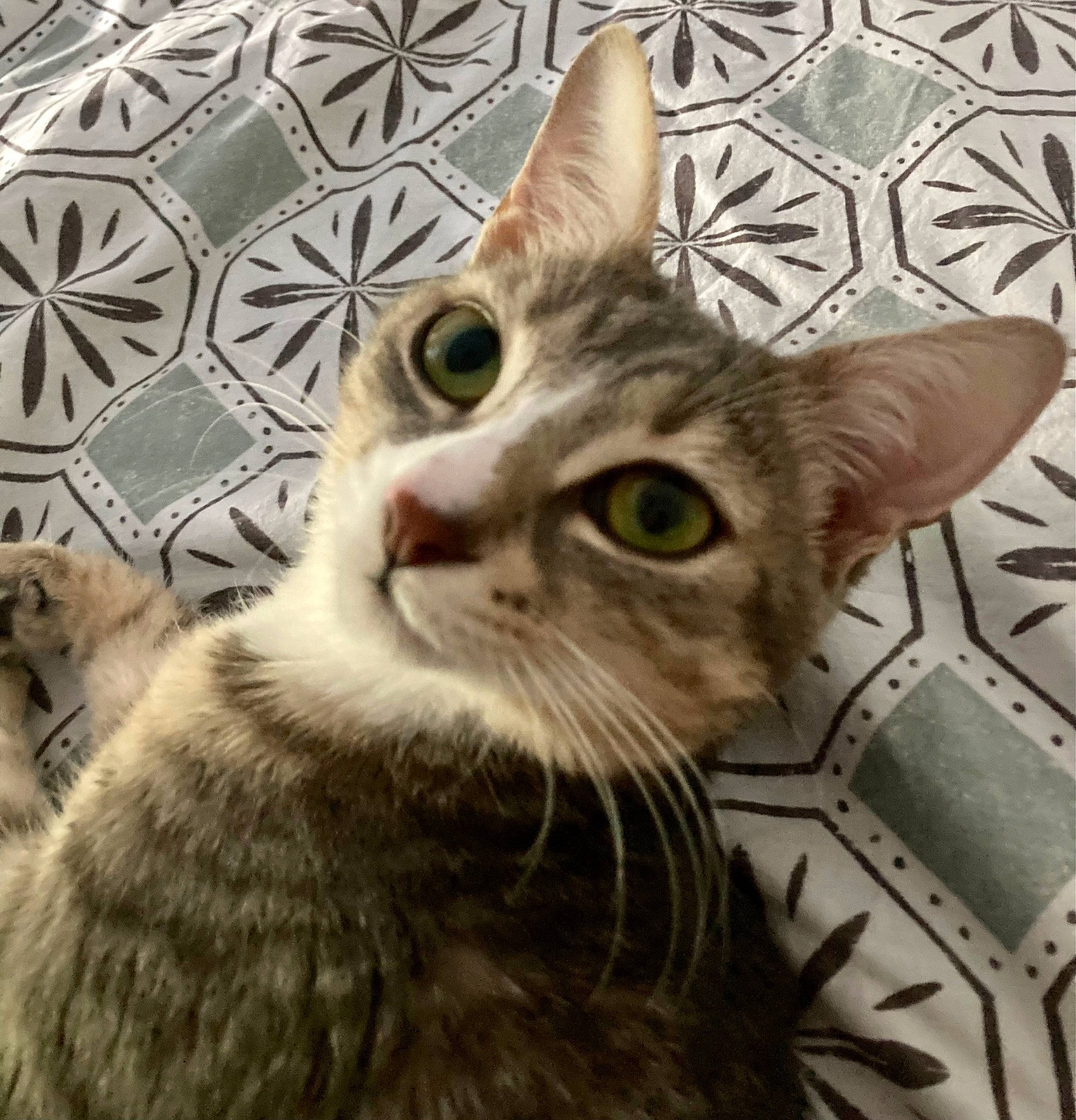 Tillia participe au concours pour gagner de l'argent avec cette photo : carnivore, cat, domestic_short_haired_cat, eye, felidae, fur, iris, pattern, paw, small_to_medium_sized_cats, snout, whiskers