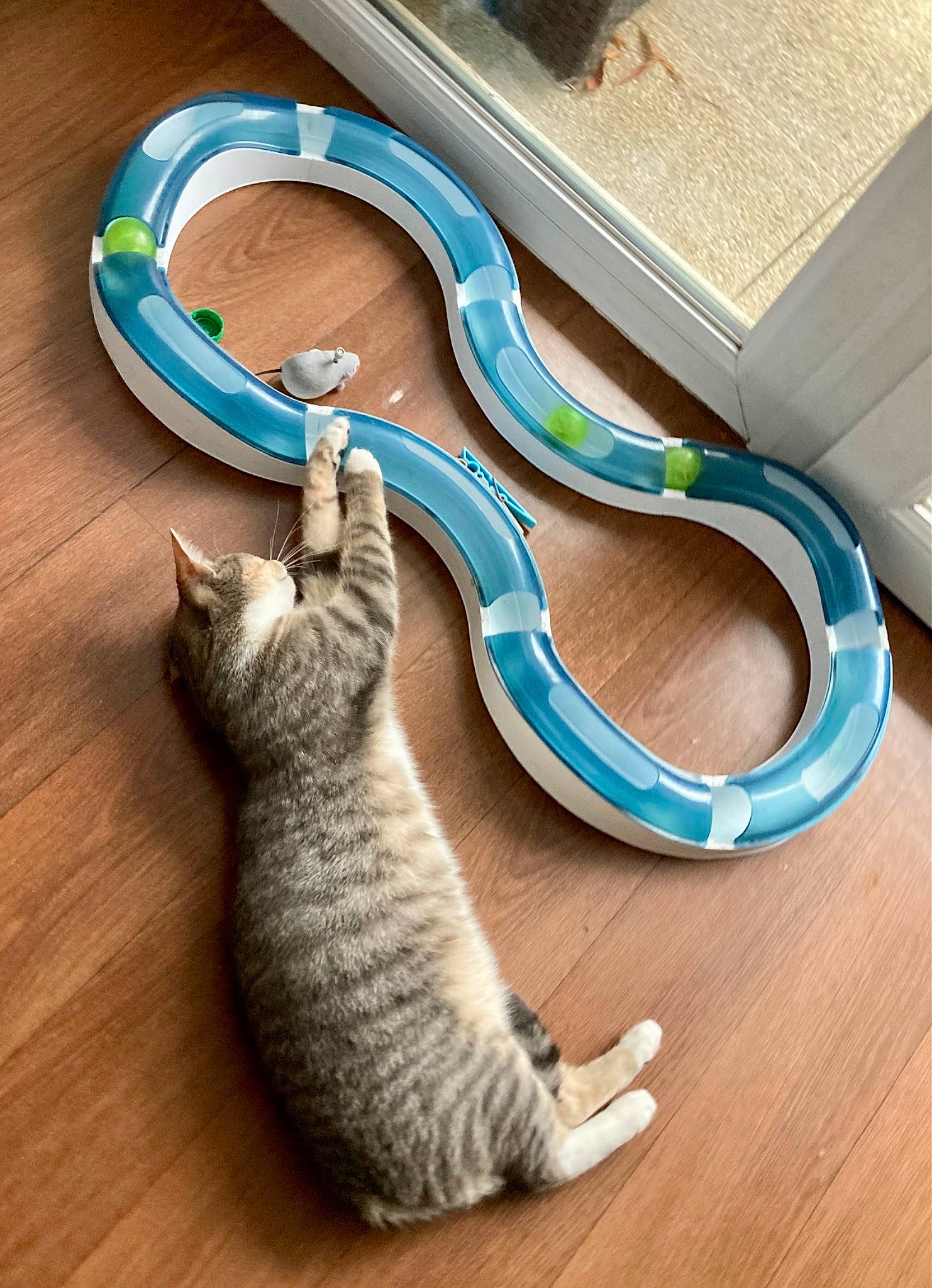 Tillia a rejoint le concours — aidez-le/la à gagner de superbes lots ! bicycle_handlebar, carnivore, cat, comfort, domestic_short_haired_cat, electric_blue, felidae, floor, flooring, fur, grey, hardwood, laminate_flooring, mammal, pet_supply, small_to_medium_sized_cats, tail, whiskers, wood, wood_flooring