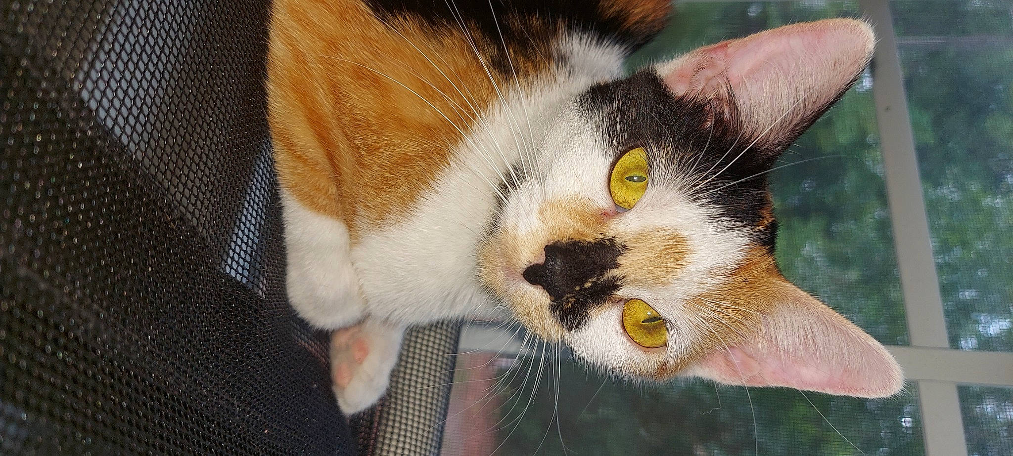 Indica is registered to the contest to win money with this photo: carnivore, cat, claw, domestic_short_haired_cat, ear, felidae, fur, grass, paw, small_to_medium_sized_cats, snout, tail, whiskers, window