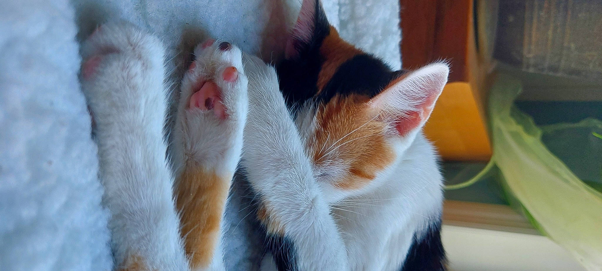 Indica joined the competition — help win amazing prizes! carnivore, cat, claw, close_up, comfort, domestic_short_haired_cat, fawn, felidae, foot, fur, human_leg, mammal, paw, small_to_medium_sized_cats, snout, tail, terrestrial_animal, vertebrate, whiskers, window