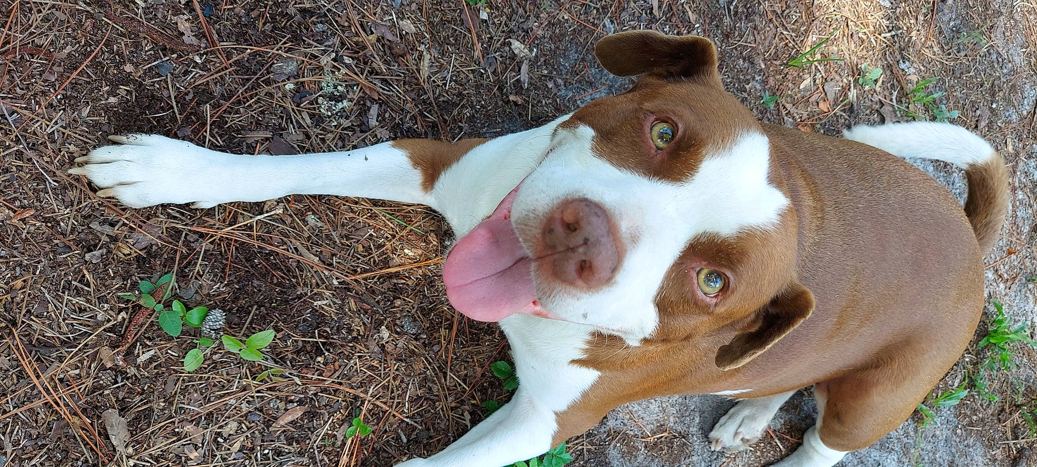 Doobie joined the competition — help win amazing prizes! canidae, carnivore, collar, companion_dog, dog, dog_breed, ear, fawn, fur, grass, hunting_dog, liver, mammal, non_sporting_group, sporting_group, tail, terrestrial_animal, whiskers, working_animal