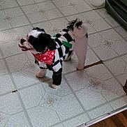 Skipper joined the competition — help win amazing prizes! dog, pet, indoor, kitchen, floor, tile_floor, wood_floor, clothing, bandana, black_and_white, small_dog, happy, tongue_out, cozy, canine, domestic_animal, home, animal, wearing_clothes, cute