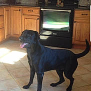 Colby joined the competition — help win amazing prizes! carnivoran, dog, dog_breed, dog_breed_group, dog_crossbreeds, dog_like_mammal, labrador_retriever, mammal, photo_caption, retriever, snout, sporting_group, tail, vertebrate