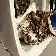 Gizmo joined the competition — help win amazing prizes! animal_shelter, carnivore, cat, claw, comfort, domestic_short_haired_cat, eye, felidae, fur, leg, monochrome, monochrome_photography, paw, small_to_medium_sized_cats, tail, whiskers, window