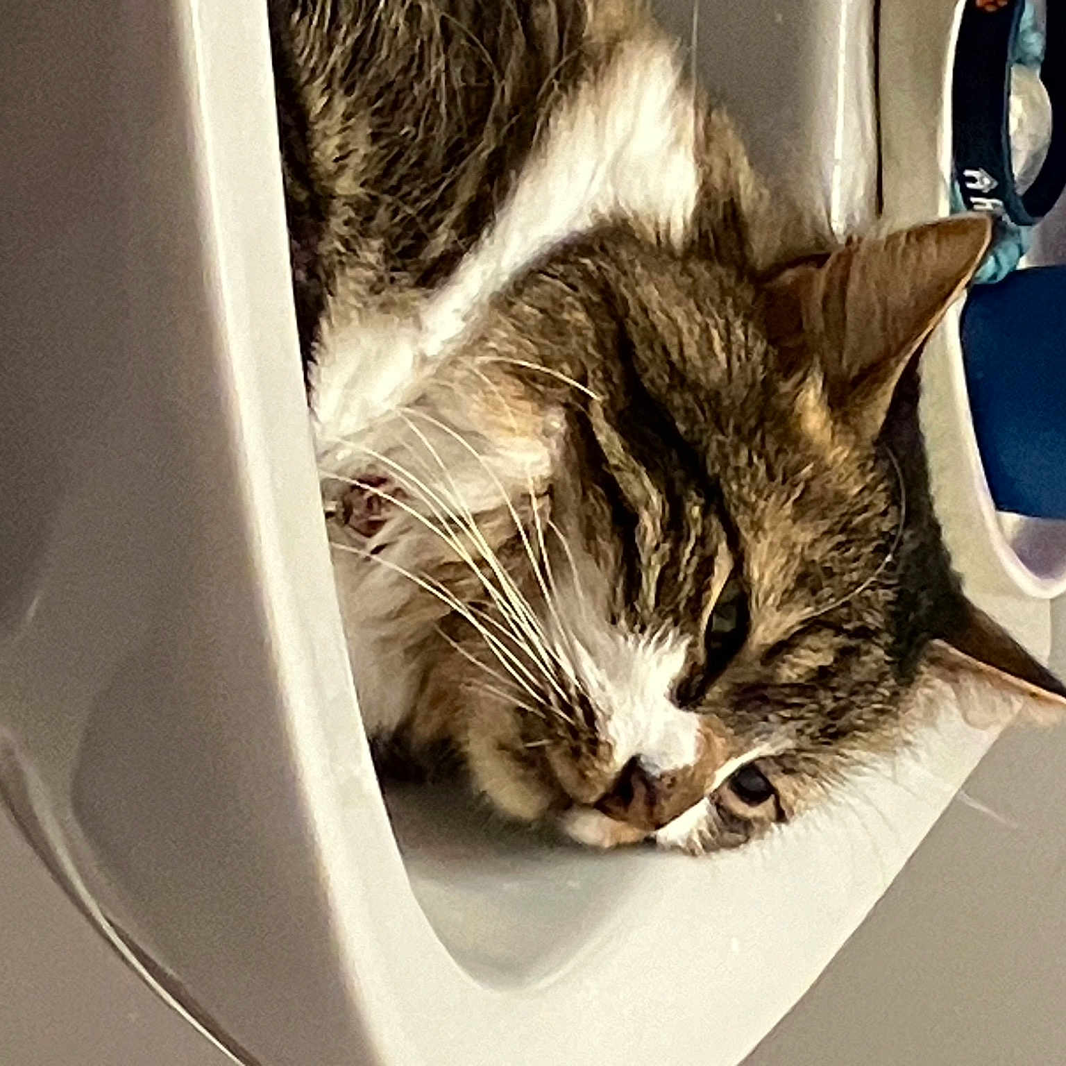 Gizmo