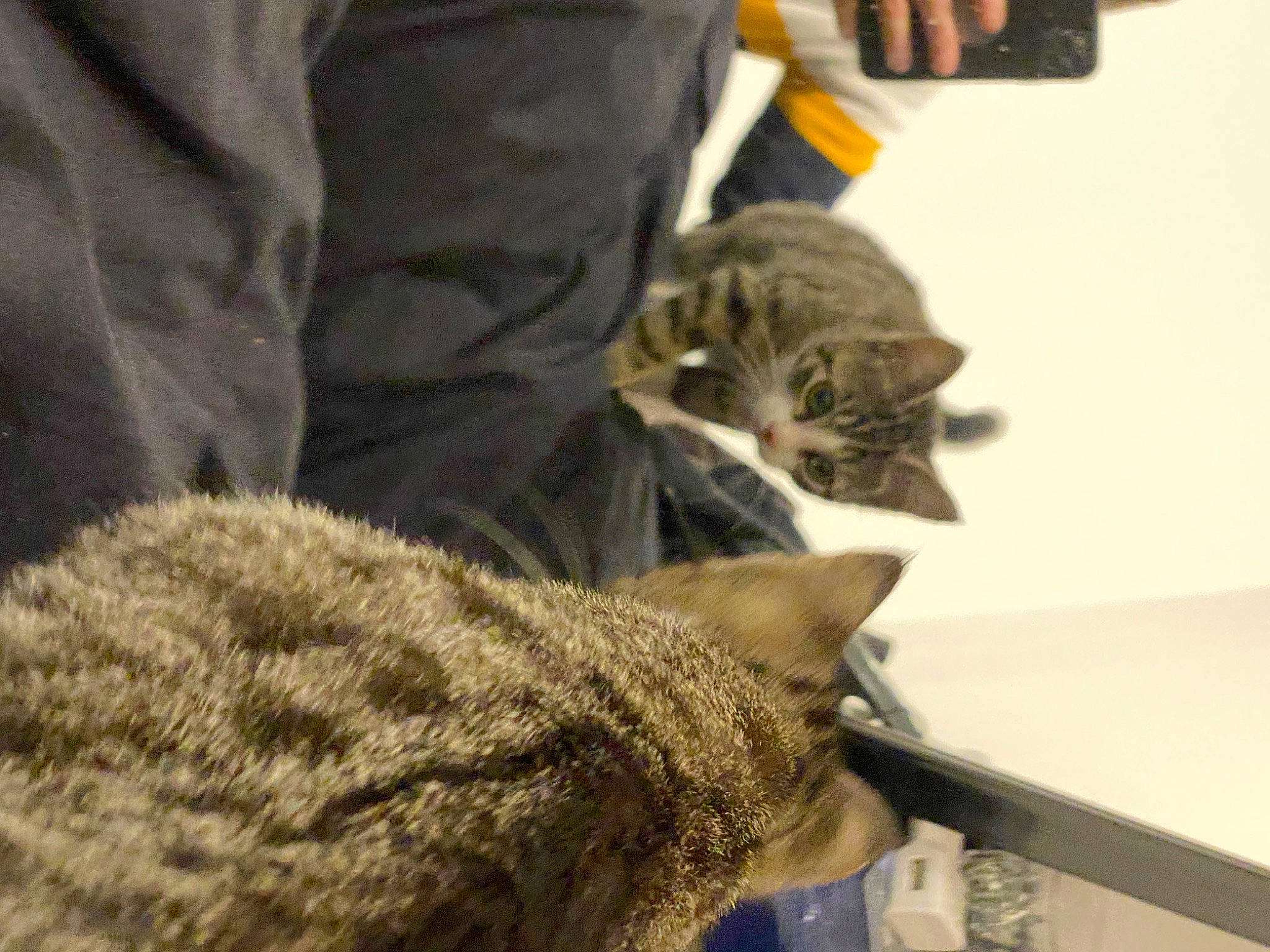 Tigrou participe au concours pour gagner de l'argent avec cette photo : carnivore, cat, claw, comfort, domestic_short_haired_cat, felidae, fur, grey, linens, nap, paw, sitting, small_to_medium_sized_cats, snout, tail, terrestrial_animal, whiskers