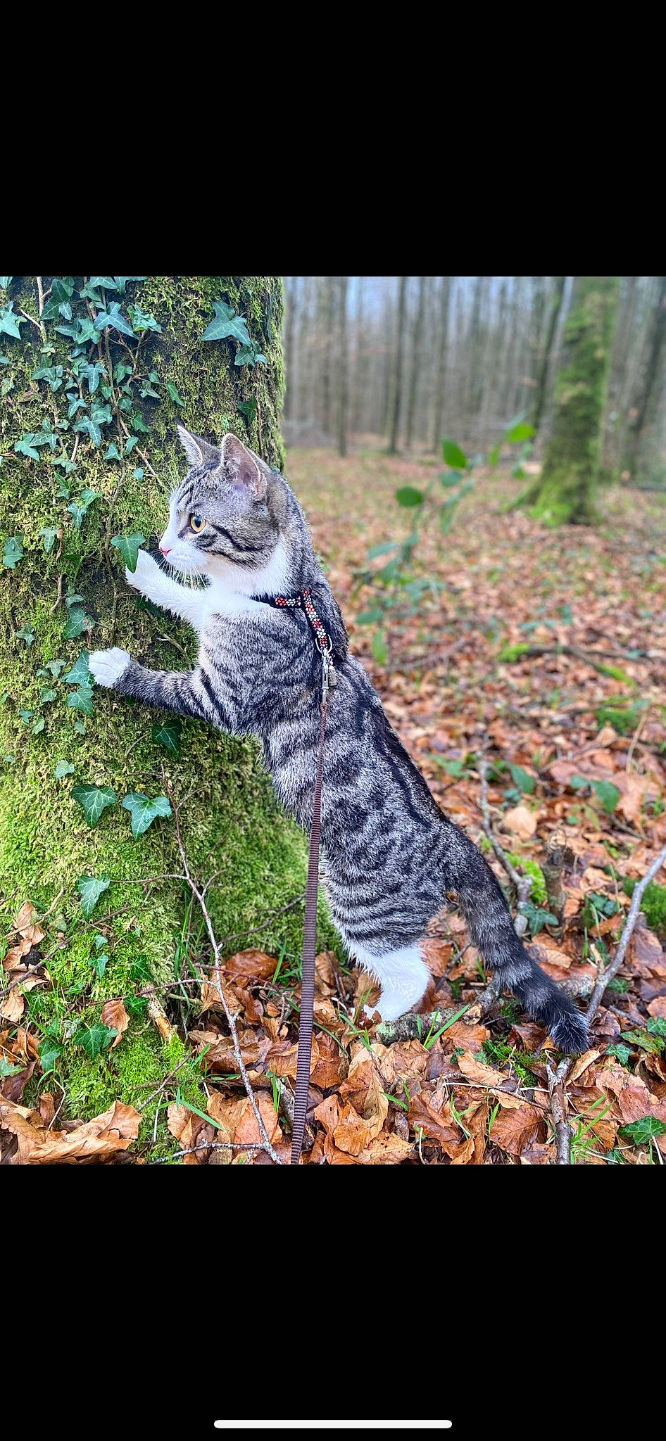 Tigrou participe au concours pour gagner de l'argent avec cette photo : carnivore, cat, domestic_short_haired_cat, felidae, forest, fur, grass, groundcover, pattern, plant, small_to_medium_sized_cats, soil, tail, terrestrial_animal, terrestrial_plant, tree, trunk, whiskers, wildlife, wood