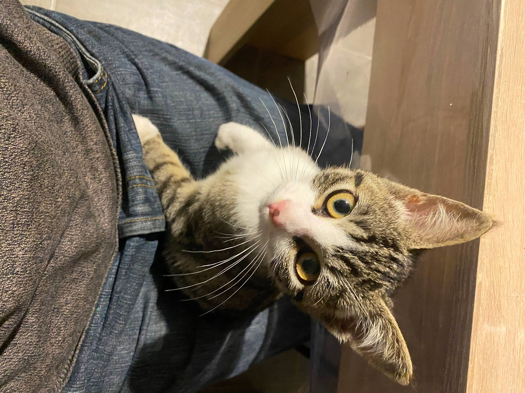 Tigrou a rejoint le concours — aidez-le/la à gagner de superbes lots ! box, carnivore, cat, claw, collar, comfort, denim, domestic_short_haired_cat, ear, fang, felidae, fur, paw, small_to_medium_sized_cats, snout, tail, whiskers, wood