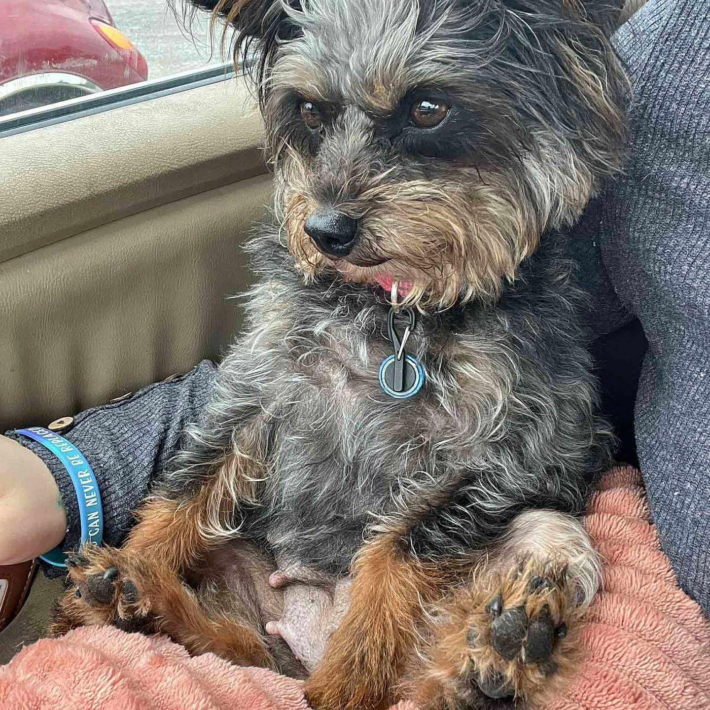 Dixie Rose is registered to the contest to win money with this photo: blanket, brown, car_interior, collar, cozy, daylight, dog, ear, fur, gray, lap, paw, person, pet, relaxed, scruffy, seated, side_view, tag, window