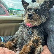 Dixie Rose is registered to the contest to win money with this photo: animal, blanket, car, collar, companion, cute, dog, fur, fur_texture, indoor, looking, paws, pet, relaxing, resting, scruffy, seat, transportation, travel, window