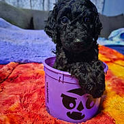 Skye joined the competition — help win amazing prizes! puppy, dog, black_dog, bucket, purple_bucket, vampire_face, blanket, orange_blanket, yellow_blanket, fuzzy_blanket, cute, pet, indoor, furniture, sofa, curtains, cozy, playful, animal, young_dog
