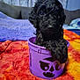 puppy, dog, black_dog, bucket, purple_bucket, vampire_face, blanket, orange_blanket, yellow_blanket, fuzzy_blanket, cute, pet, indoor, furniture, sofa, curtains, cozy, playful, animal, young_dog