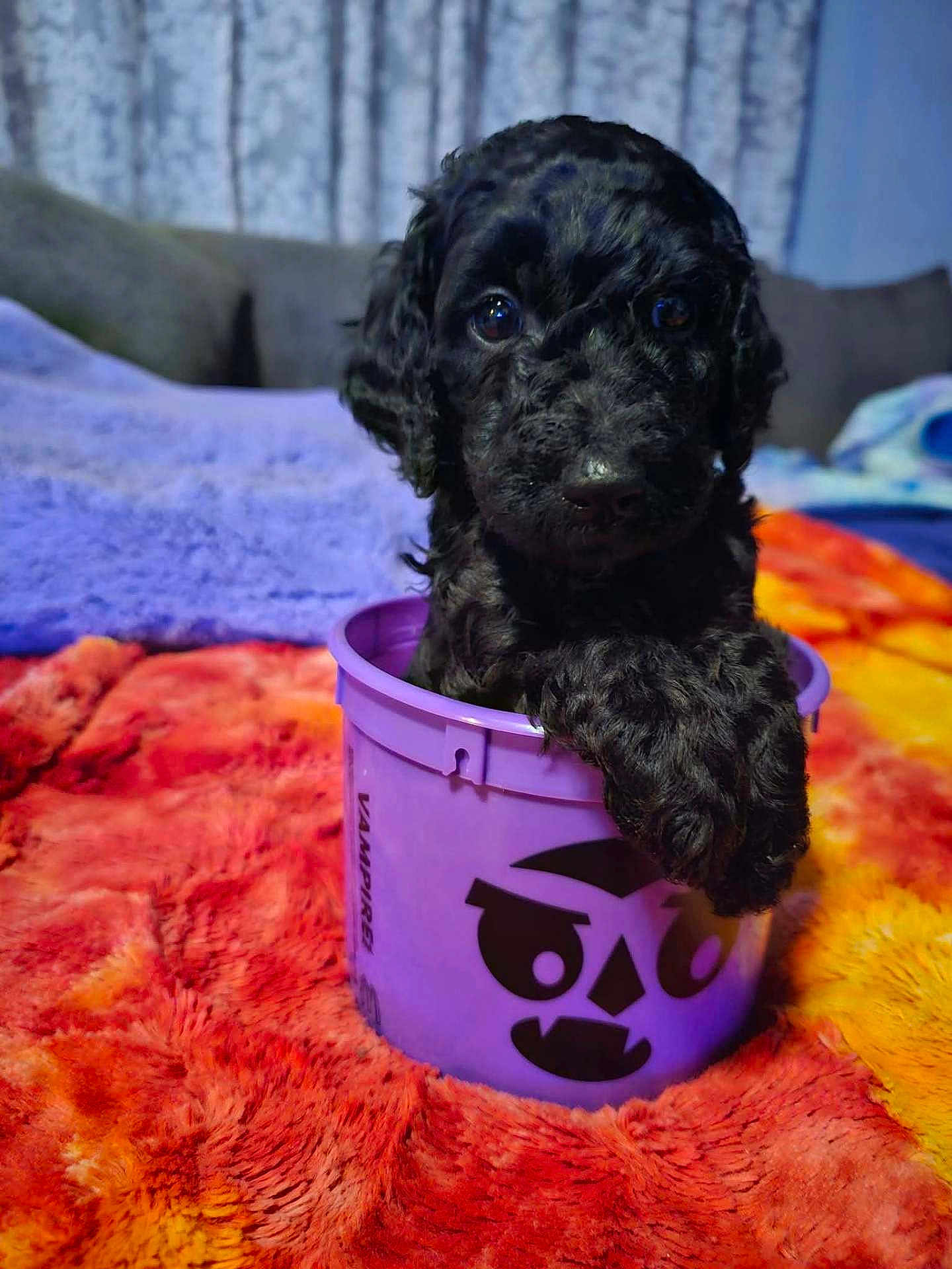 Skye