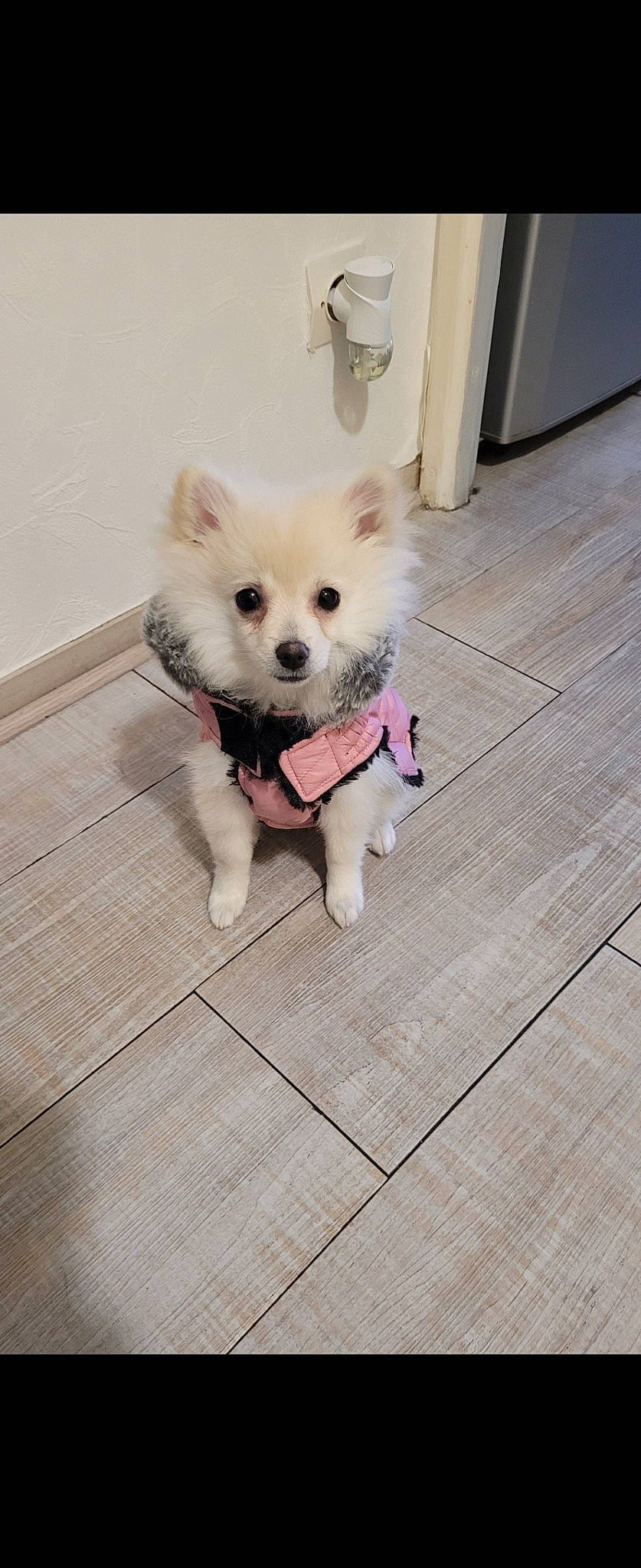Talia a rejoint le concours — aidez-le/la à gagner de superbes lots ! carnivore, collar, companion_dog, dog, dog_breed, dog_clothes, dog_collar, dog_supply, fashion_accessory, fawn, flooring, fur, german_spitz, snout, spitz, sporting_group, tail, toy_dog, wood, working_animal