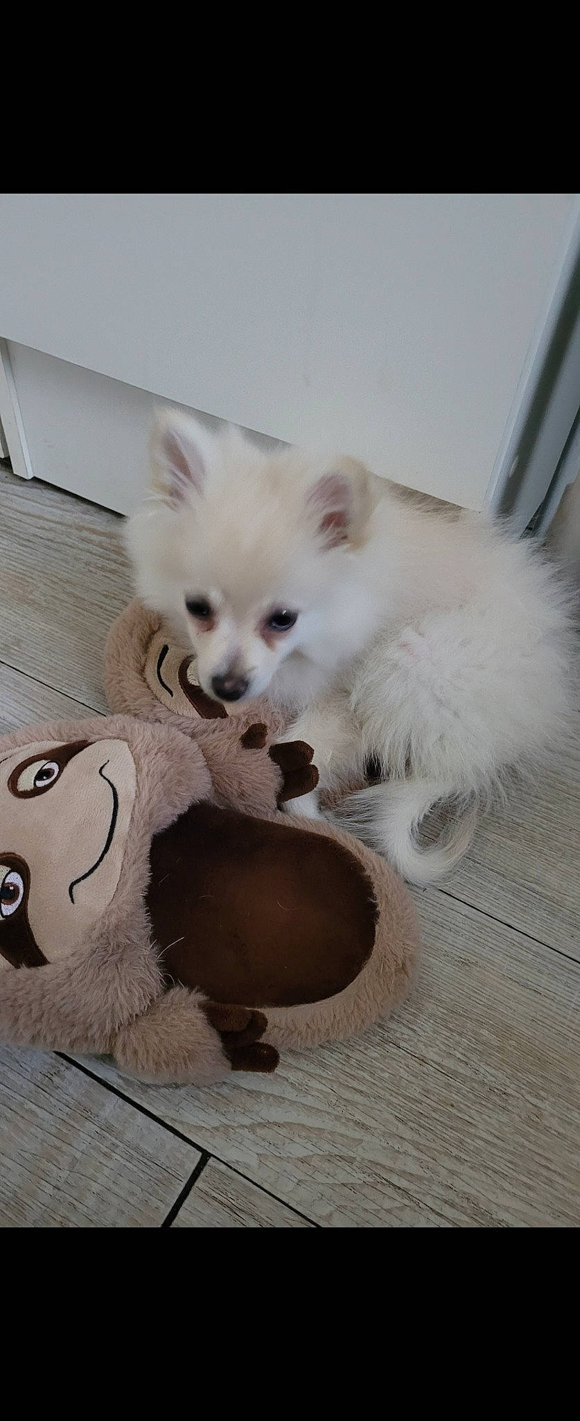 Talia participe au concours pour gagner de l'argent avec cette photo : canidae, carnivore, companion_dog, dog, dog_breed, dog_supply, fawn, flooring, fur, german_spitz, paw, snout, spitz, tail, toy, toy_dog, volpino_italiano, whiskers, wood, working_animal
