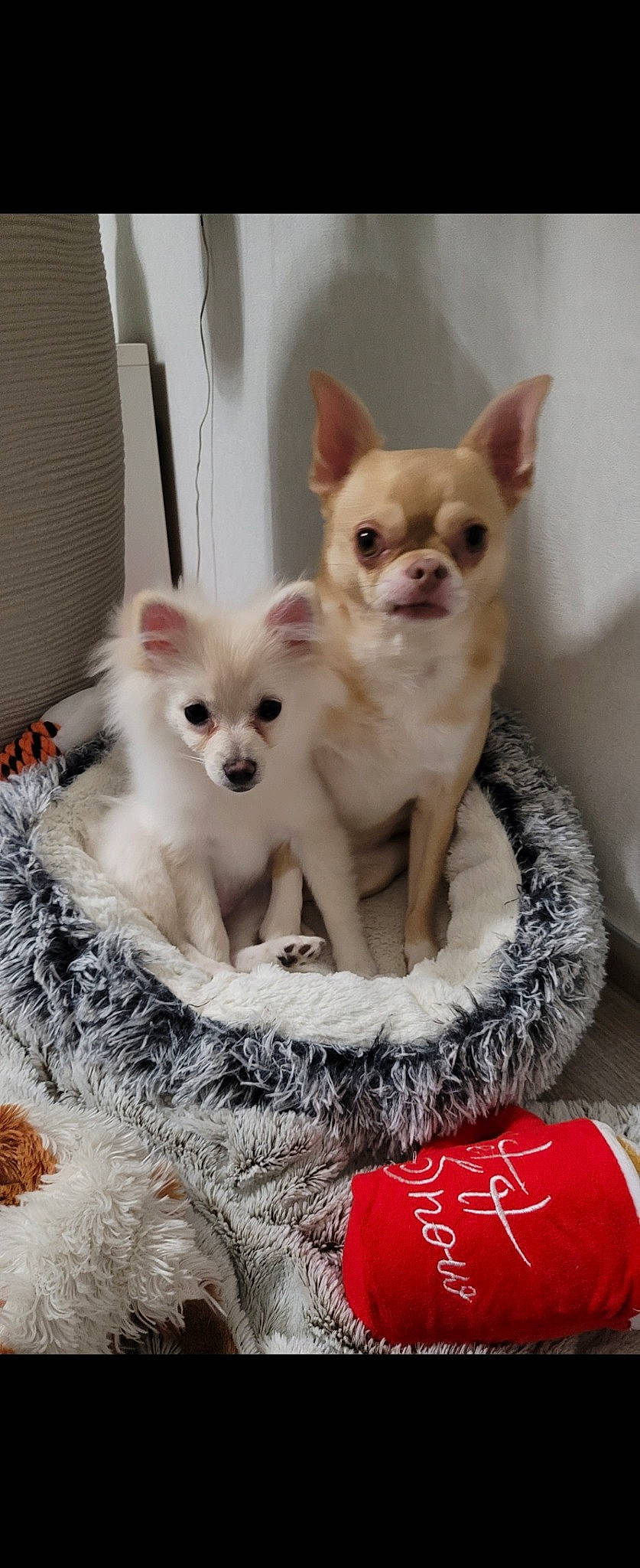 Talia participe au concours pour gagner de l'argent avec cette photo : canidae, carmine, carnivore, companion_dog, corgi_chihuahua, dog, dog_breed, dog_supply, event, fawn, fur, pet_supply, photo_caption, snout, sporting_group, terrestrial_animal, toy_dog, whiskers, white, working_animal