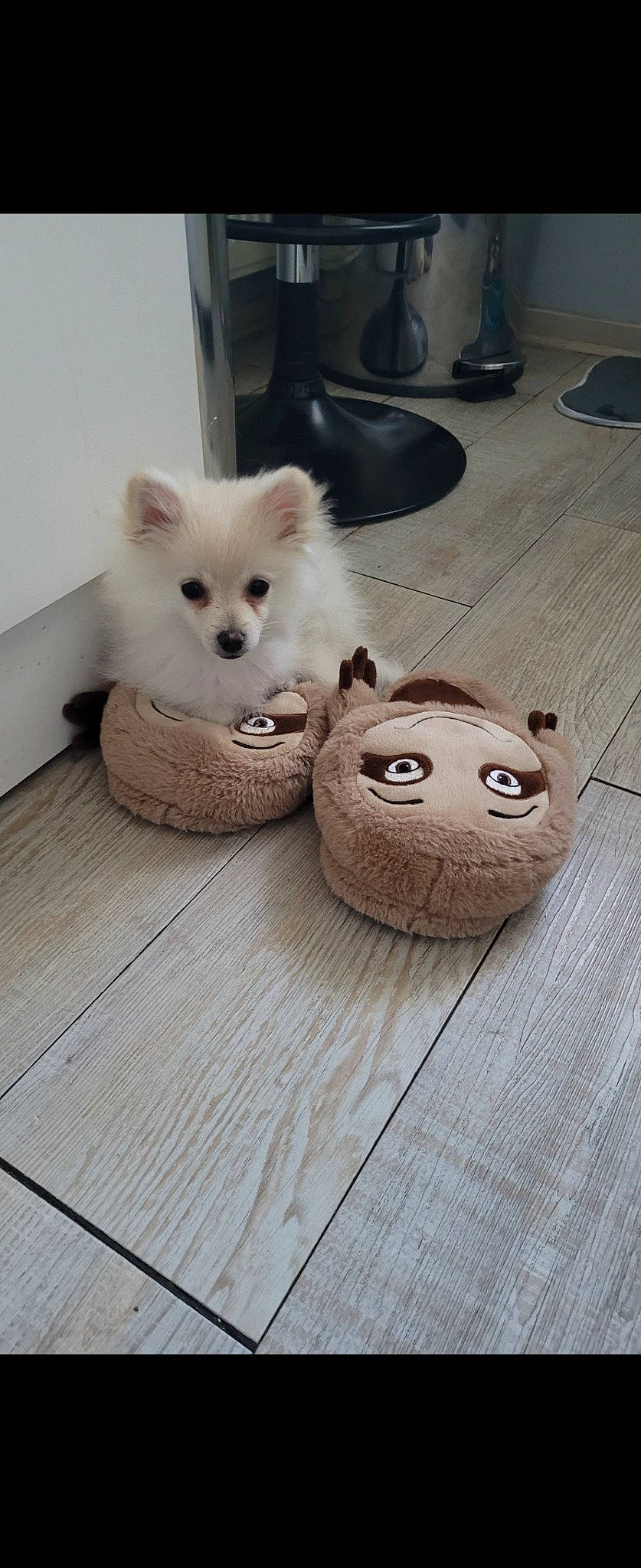 Talia a rejoint le concours — aidez-le/la à gagner de superbes lots ! carnivore, companion_dog, dog, dog_breed, fawn, flooring, fur, german_spitz, german_spitz_mittel, hardwood, samoyed, spitz, stuffed_toy, tail, tire, toy_dog, volpino_italiano, whiskers, wood, working_animal