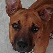Lulu is registered to the contest to win money with this photo: animal, brown_dog, canine, close_up, collar, companion, dog, domestic_animal, ears, eyes, face, floor, fur, indoor, looking_up, mammal, nose, paw, pet, tile_floor