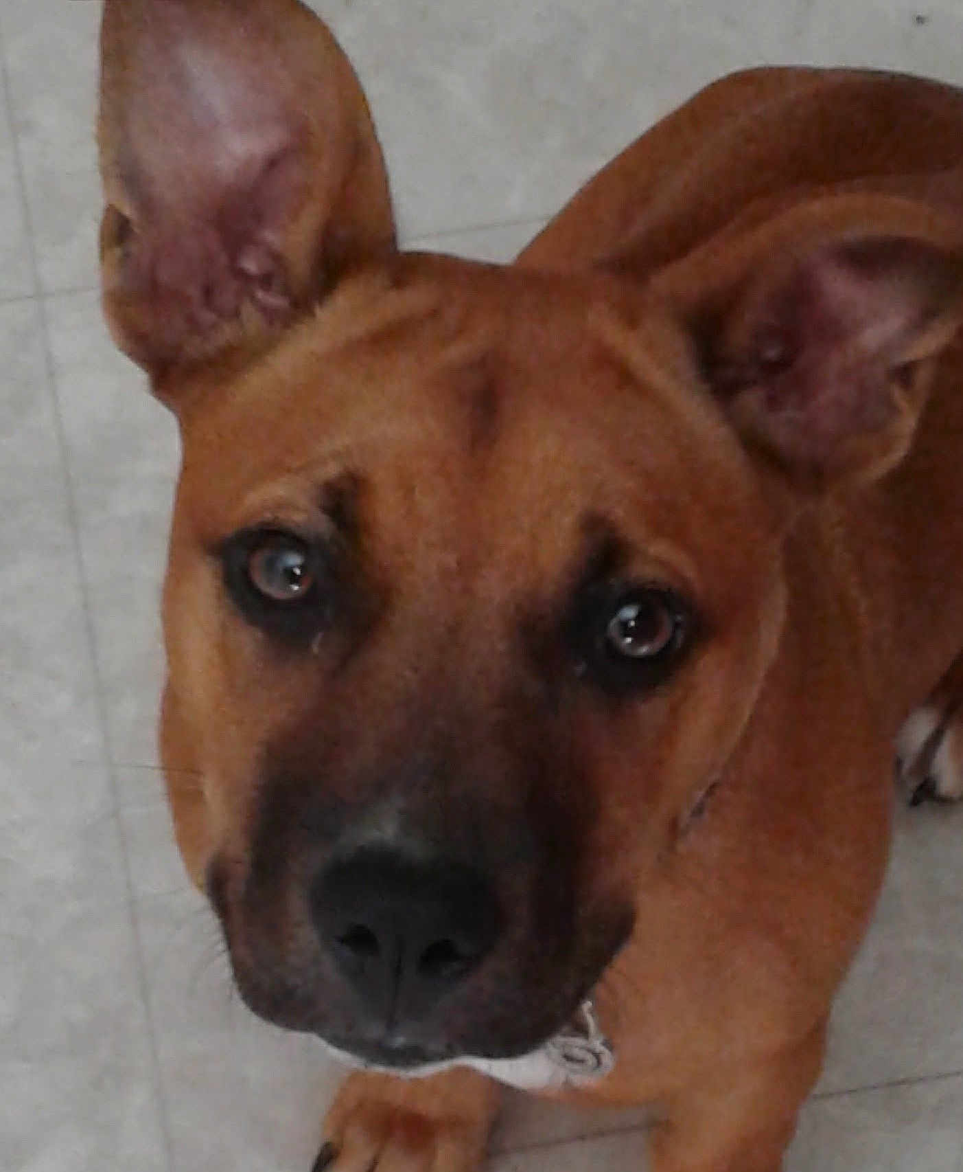 Lulu