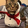 Ruben a rejoint le concours — aidez-le/la à gagner de superbes lots ! cat, tabby, costume, snowman, red_scarf, button, bed, blanket, indoor, pet, whiskers, fur, ears, tail, curious, closeup, animal, cute, domestic_animal, feline