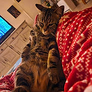 Ruben a rejoint le concours — aidez-le/la à gagner de superbes lots ! cat, tabby, sleepy, blanket, red, white, pattern, indoor, living_room, couch, furniture, television, cabinet, relaxed, pet, cozy, fur, whiskers, ears, home