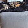 Ruben a rejoint le concours — aidez-le/la à gagner de superbes lots ! cat, tabby_cat, sleeping, couch, leather_couch, blanket, indoor, pet, feline, relaxing, cozy, fur, striped, paw, whiskers, resting, comfort, home, animal, cute