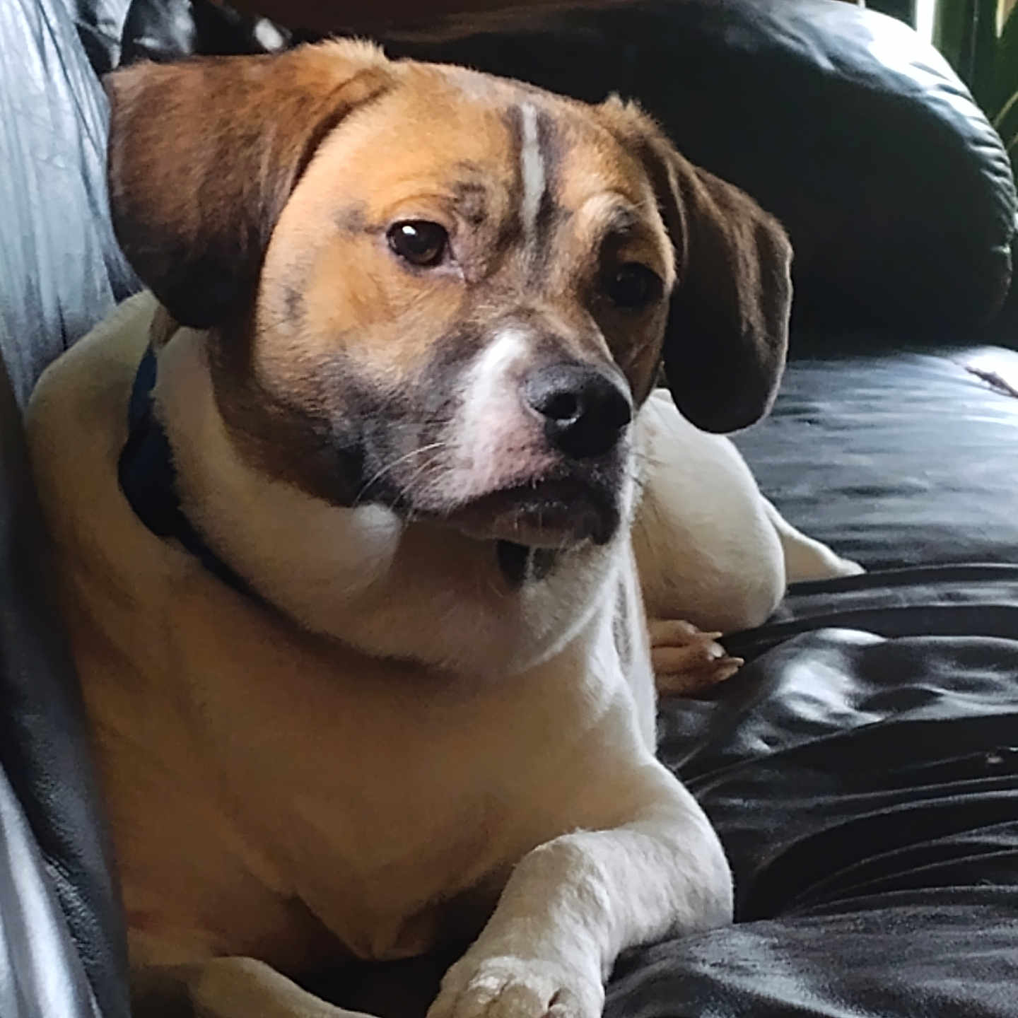 Charlie joined the competition — help win amazing prizes! animal, brown_and_white, canine, close_up, companion, dog, domestic_animal, ears, fur, furniture, home, indoor, laying_down, leather_couch, natural_light, paw, pet, portrait, relaxed, snout