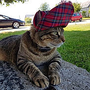 Loulou Ernest a rejoint le concours — aidez-le/la à gagner de superbes lots ! cat, tabby_cat, hat, cap, outdoor, grass, stone, car, suburban, daylight, pet, animal, feline, resting, collar, greenery, sunny, side_view, street, nature