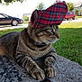 cat, tabby_cat, hat, cap, outdoor, grass, stone, car, suburban, daylight, pet, animal, feline, resting, collar, greenery, sunny, side_view, street, nature