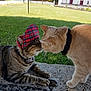 Loulou Ernest a rejoint le concours — aidez-le/la à gagner de superbes lots ! cat, cats, animal, pet, outdoor, grass, hat, stone_surface, collar, feline, nose_touch, daylight, plaid, friendly, nature, house, greenery, two_animals, cute, affection
