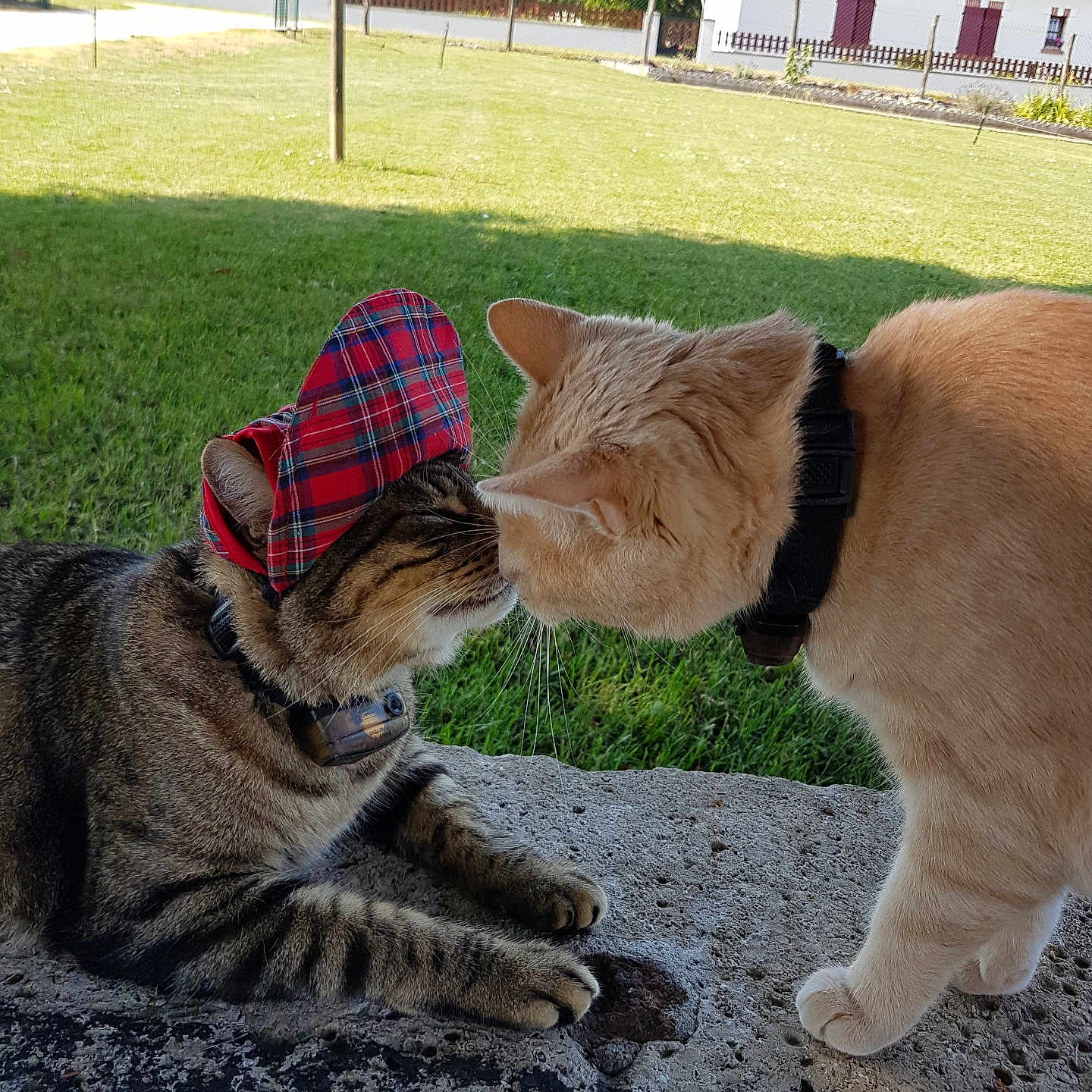 Loulou Ernest a rejoint le concours — aidez-le/la à gagner de superbes lots ! affection, animal, cat, cats, collar, cute, daylight, feline, friendly, grass, greenery, hat, house, nature, nose_touch, outdoor, pet, plaid, stone_surface, two_animals
