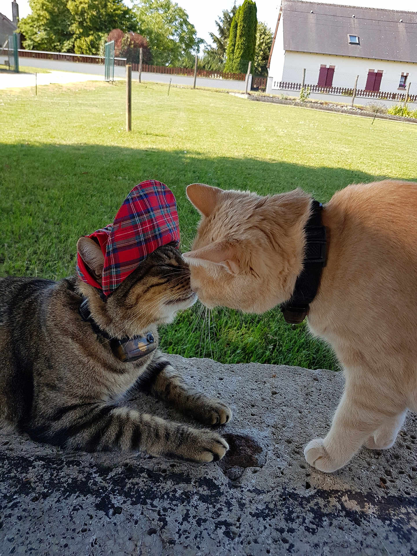 Loulou Ernest a rejoint le concours — aidez-le/la à gagner de superbes lots ! cat, cats, animal, pet, outdoor, grass, hat, stone_surface, collar, feline, nose_touch, daylight, plaid, friendly, nature, house, greenery, two_animals, cute, affection
