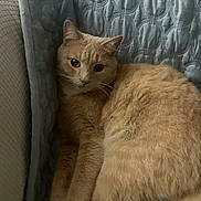 Butters joined the competition — help win amazing prizes! cat, ginger_cat, feline, pet, indoor, cozy, quilted_blanket, blue_blanket, resting, cute, fur, whiskers, animal, sleepy, relaxed, closeup, domestic_cat, paw, face, couch