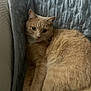 cat, ginger_cat, feline, pet, indoor, cozy, quilted_blanket, blue_blanket, resting, cute, fur, whiskers, animal, sleepy, relaxed, closeup, domestic_cat, paw, face, couch