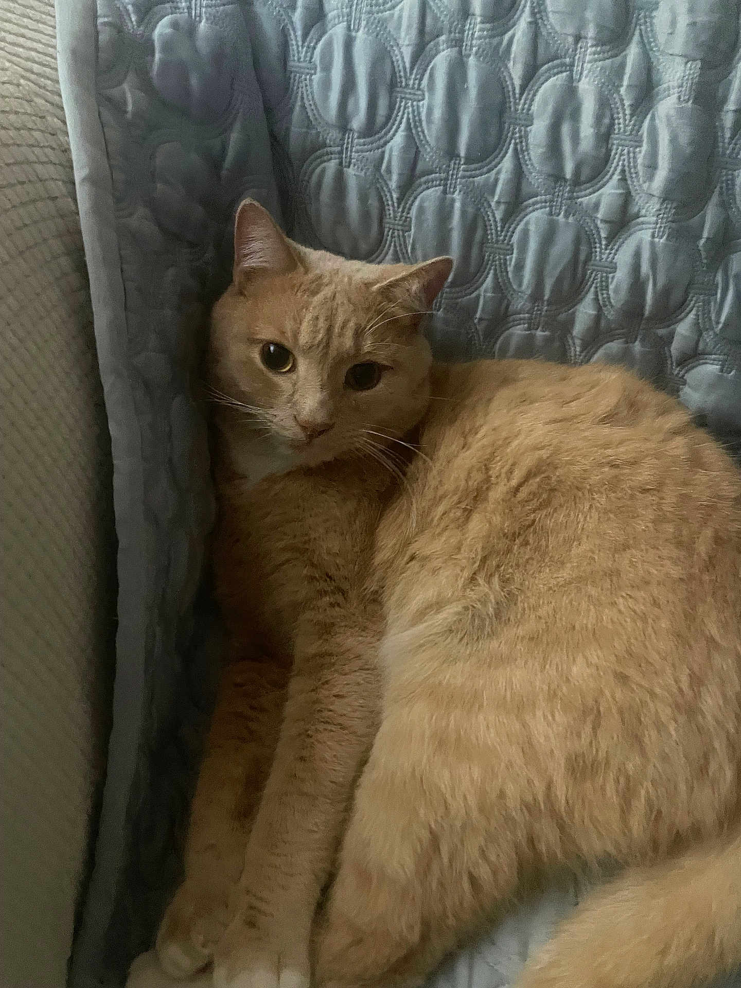 Butters