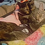 Sky joined the competition — help win amazing prizes! cat, cats, kitten, kittens, sleeping, sleepy, cuddling, tabby, fur, whiskers, ears, animal, pet, blanket, clothing, laundry, fabric, bed, cozy, indoor
