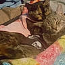 cat, cats, kitten, kittens, sleeping, sleepy, cuddling, tabby, fur, whiskers, ears, animal, pet, blanket, clothing, laundry, fabric, bed, cozy, indoor