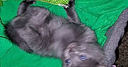 Sky joined the competition — help win amazing prizes! kitten, cat, gray_cat, fluffy, pet, animal, upside_down, lying_down, green_blanket, blanket, couch, toy, plush_toy, colorful_toy, indoor, close_up, flash_photography, blue_eyes, relaxed, playful