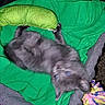 kitten, cat, gray_cat, fluffy, pet, animal, upside_down, lying_down, green_blanket, blanket, couch, toy, plush_toy, colorful_toy, indoor, close_up, flash_photography, blue_eyes, relaxed, playful