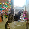 Sky is registered to the contest to win money with this photo: cat, cats, feline, pet, animal, sitting, window, indoors, bathroom, radiator, towel, stained_glass, colorful, toiletries, bottles, grooming, tabby, short_hair, looking_out_window, home