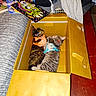 Sky joined the competition — help win amazing prizes! cats, kitten, two_cats, cardboard_box, harness, sleeping, lying_down, indoor, bed, clothing, blanket, floor, red_floor, colorful, pet, tabby, gray_cat, black_cat, cozy, home