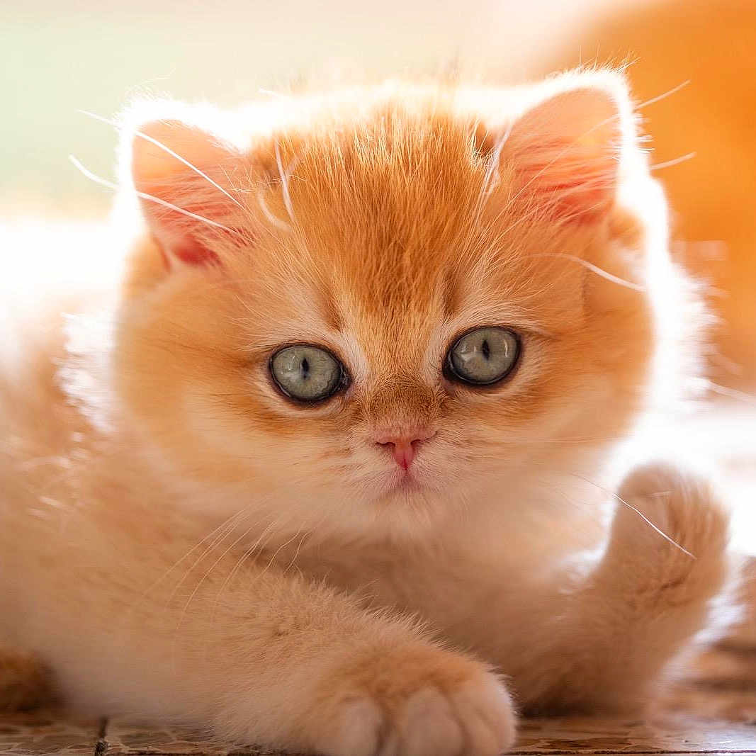 Haki participe au concours pour gagner de l'argent avec cette photo : adorable, animal, blue_eyes, cat, closeup, curious, cute, fluffy, fur, indoor, kitten, mammal, orange_cat, paw, pet, portrait, resting, soft_light, whiskers, young