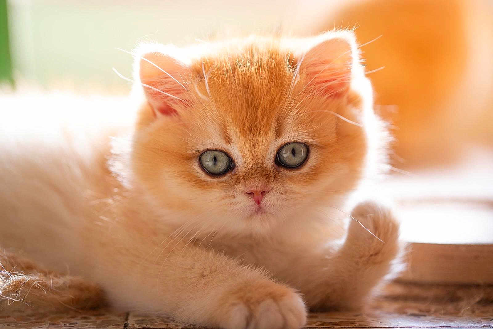 Haki participe au concours pour gagner de l'argent avec cette photo : kitten, cat, orange_cat, fluffy, blue_eyes, pet, animal, cute, fur, whiskers, paw, indoor, closeup, young, mammal, adorable, resting, soft_light, curious, portrait