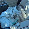 Winston joined the competition — help win amazing prizes! cat, blue_eyes, fluffy, pet, car_interior, blanket, harness, seat, curious, relaxed, feline, comfort, animal, indoor, close_up, white, gray, soft, cute, companion