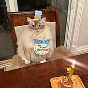 Winston is registered to the contest to win money with this photo: cat, birthday, cake, candle, chair, hat, bib, fluffy, indoor, table, celebration, pet, cute, feline, domestic_animal, food, wooden, number_1, lit_candle, curious