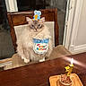 cat, birthday, cake, candle, chair, hat, bib, fluffy, indoor, table, celebration, pet, cute, feline, domestic_animal, food, wooden, number_1, lit_candle, curious