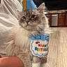 cat, birthday, hat, blue, fluffy, pet, indoor, person, arm, kitchen, floor, cabinet, dishwasher, celebration, costume, cute, animal, feline, white, gray